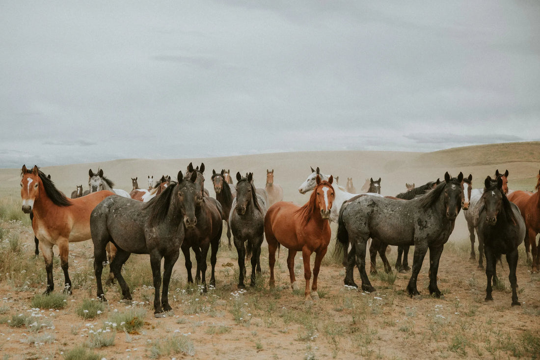 All The Pretty Horses Print