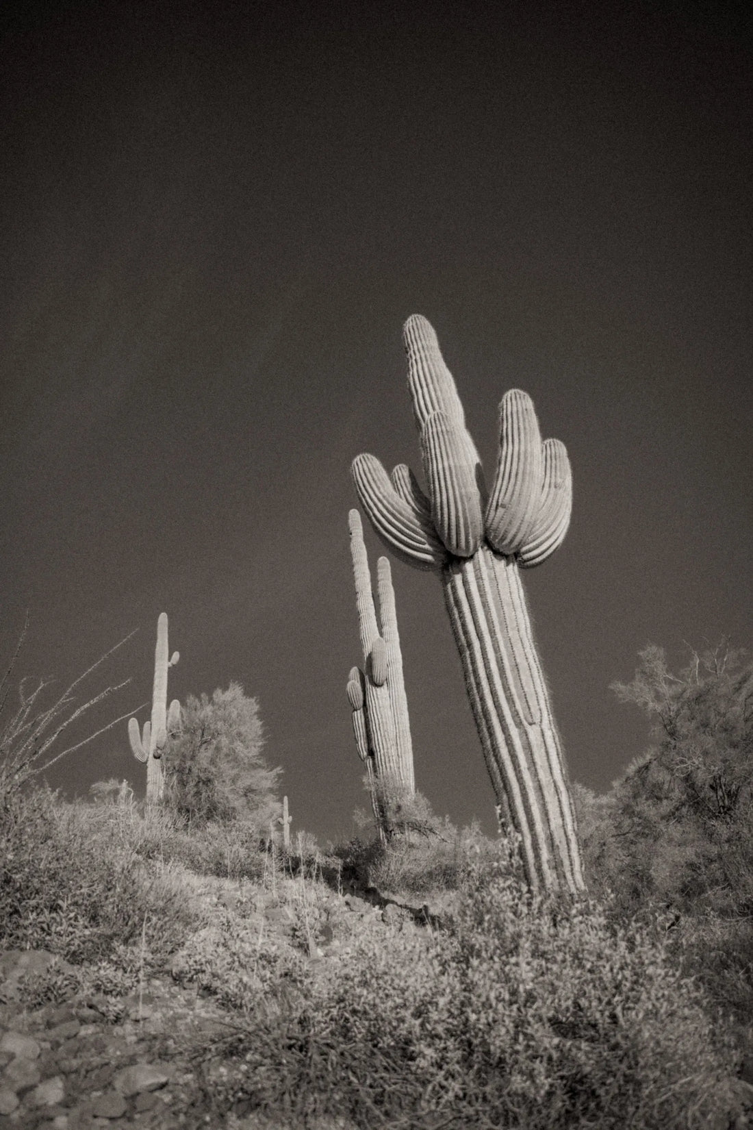 Senior Saguaro Print